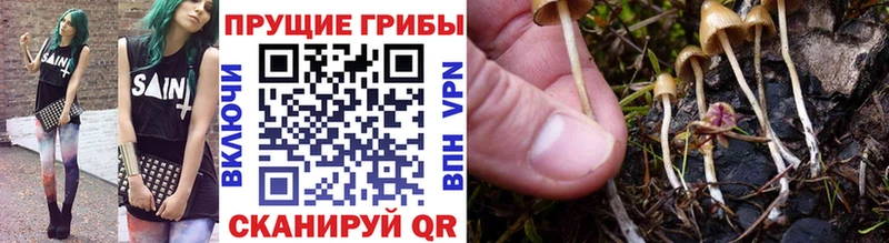 Галлюциногенные грибы Cubensis Лесосибирск